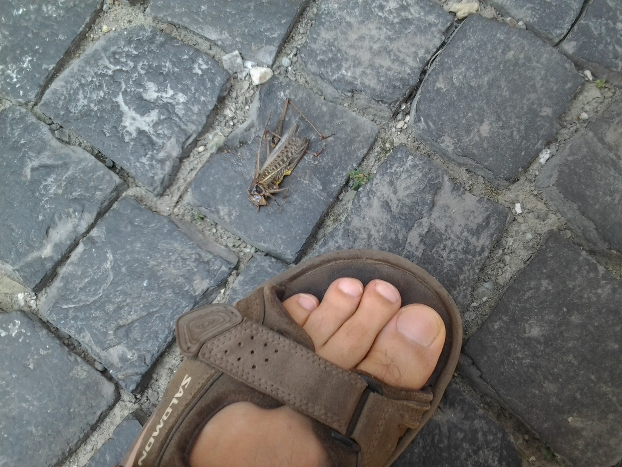 Illustration for article titled Egymillióan laktak ebben a brutális darázsfészekben. Kiirtották őket