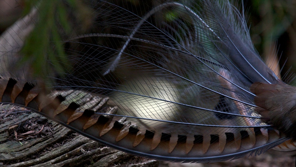 Így tudsz lopni a Cinkről (és a Gawker többi oldaláról)