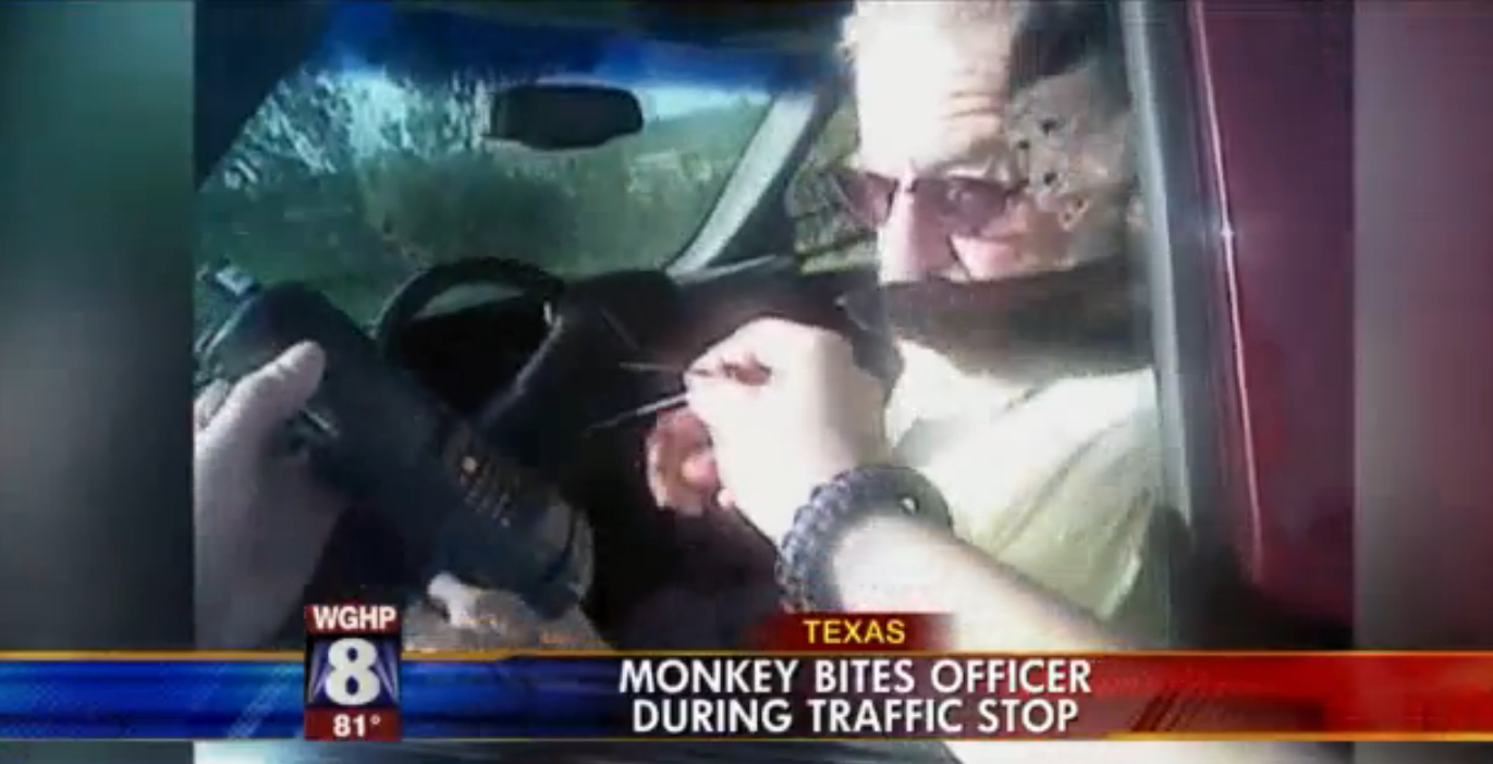 Megharapta a rendőrt a semmiből előpattanó majom
