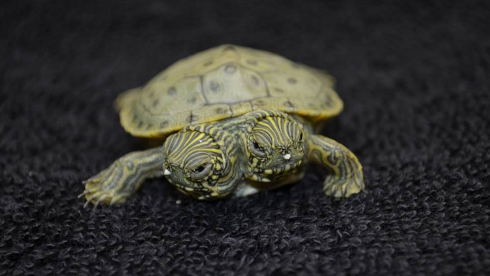 Kétfejű teknős született egy texasi állatkertben. Elképesztően cuki!