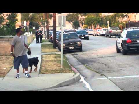 Durva videó: Szitává lőtték a rendőröket videózó fickó kutyáját (18+)