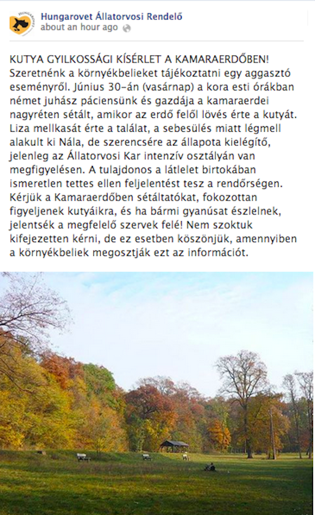 Mellbe lőttek egy kutyát Kamaraerdőn