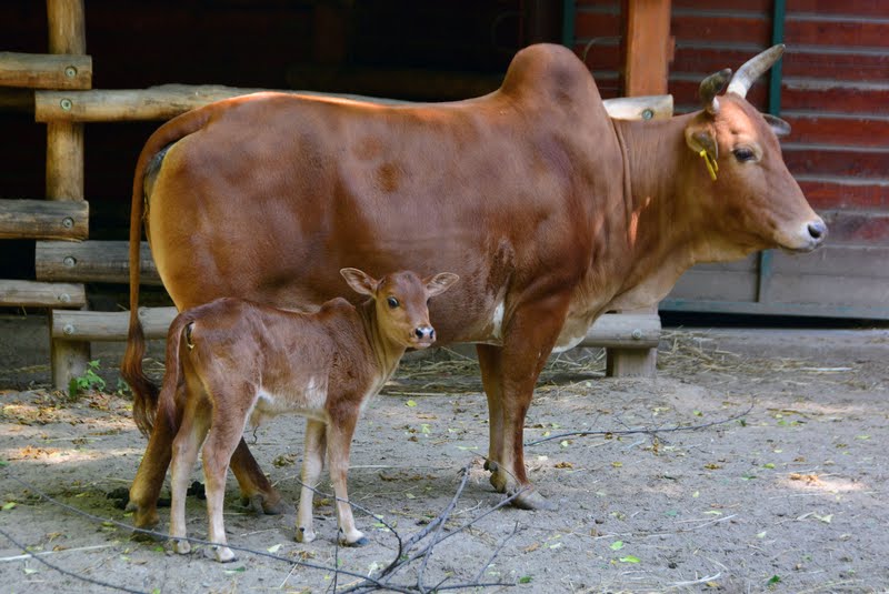 Jó nagy leffentyűt kap a fülébe az újszülőtt budapesti törpezebu