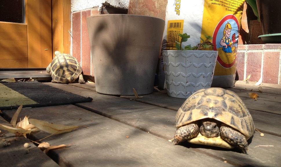 Kis állathatározó Szily László főszerkesztőnél