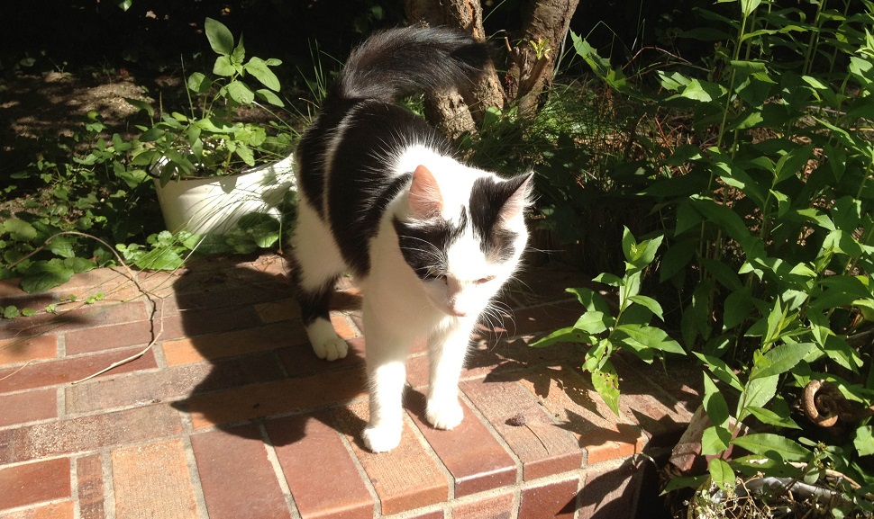 Illustration for article titled Kis állathatározó Szily László főszerkesztőnél