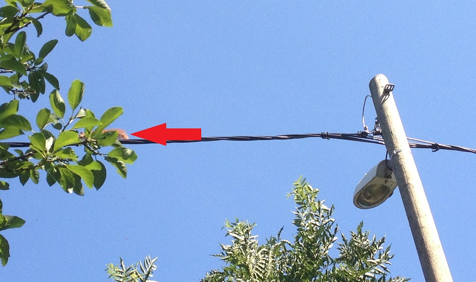 Illustration for article titled Kis állathatározó Szily László főszerkesztőnél