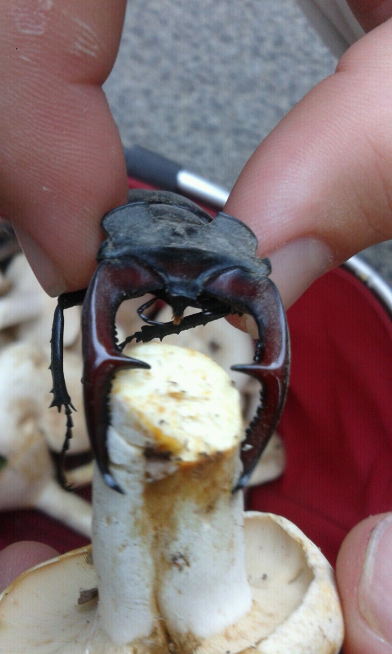 Illustration for article titled “Én megpróbálom meztelenül” - részeg Cink-ródsó percről percre