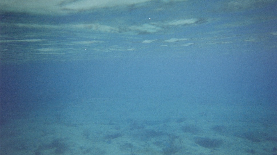 Ezt a rossz képet egy barrakudáról készítettem