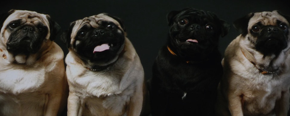 A nap buzizása: a fingó mopsztól egy lépés a buzi