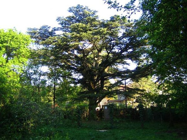 Elhagyott telken áll egy libanoni cédrus a Hűvösvölgyben