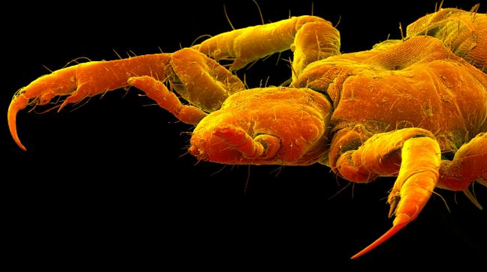 Rejtélyes somogyi mutáns vérszörnyek terrorizálnak