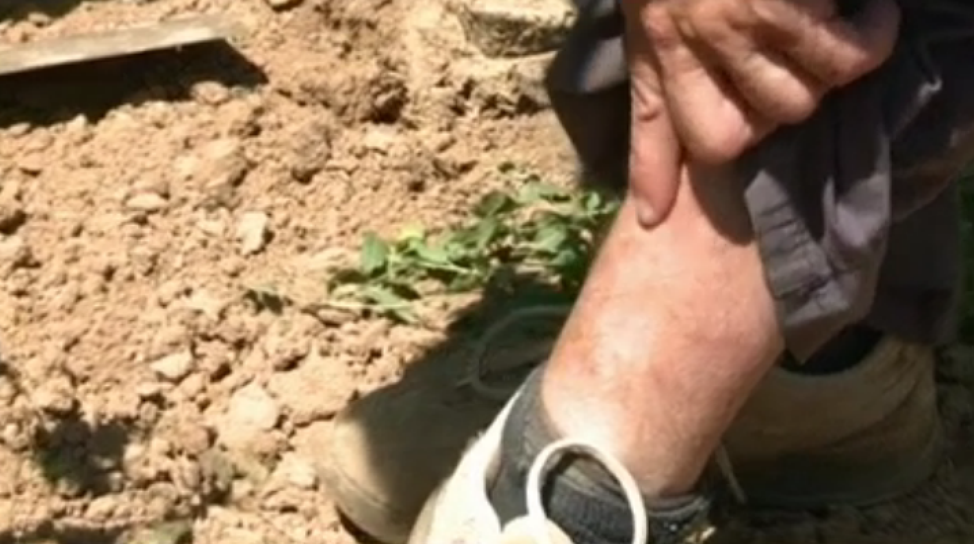 Illustration for article titled Rejtélyes somogyi mutáns vérszörnyek terrorizálnak