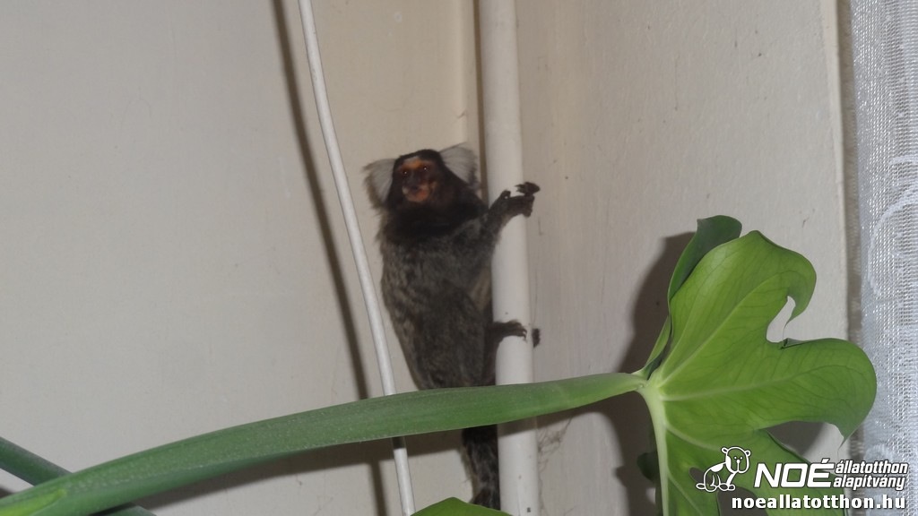 Selyemmajom szökött be egy budai lakásba