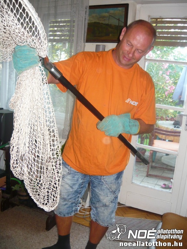 Illustration for article titled Selyemmajom szökött be egy budai lakásba