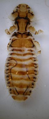 Illustration for article titled Rejtélyes somogyi mutáns vérszörnyek terrorizálnak