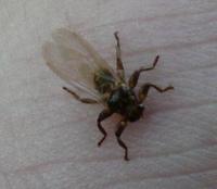 Illustration for article titled Rejtélyes somogyi mutáns vérszörnyek terrorizálnak