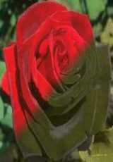 Illustration for article titled A Cink kérdez: kiknek szervezzünk felvonulást?