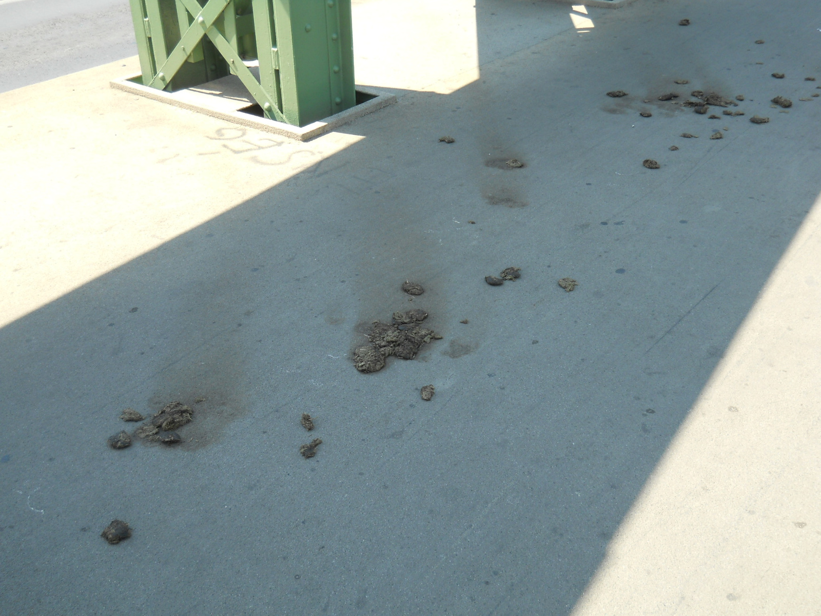 Illustration for article titled Ki szaratja a lovát a Szabadság híd járdájára?