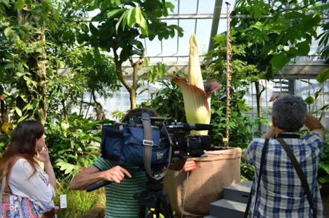 Kivirágzott a világ legnagyobb virágja, az Alaktalan Pöcs