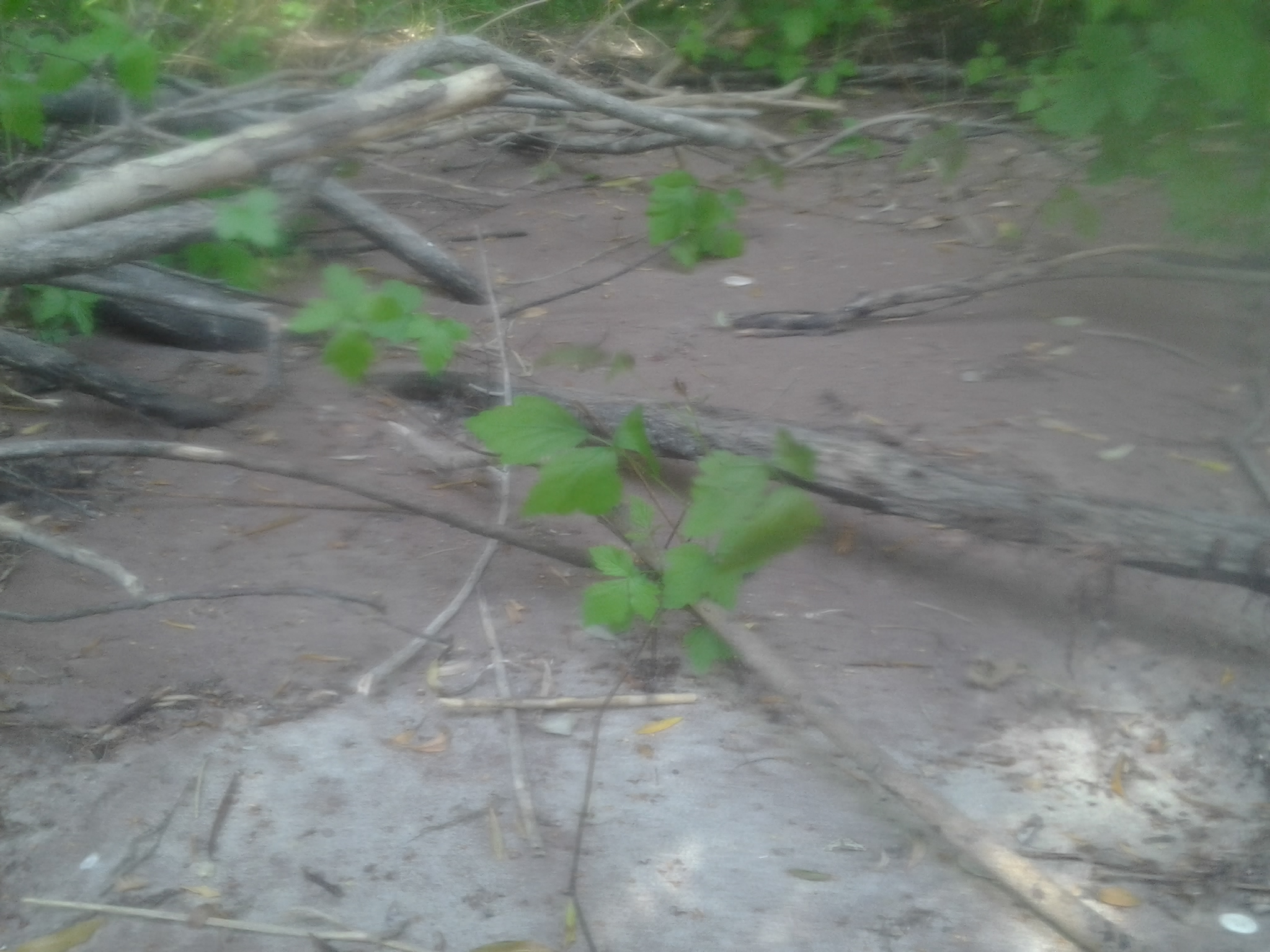 Illustration for article titled Aranyat mostunk a Dunán. Találtunk is, elmesélem, hogyan csináltuk