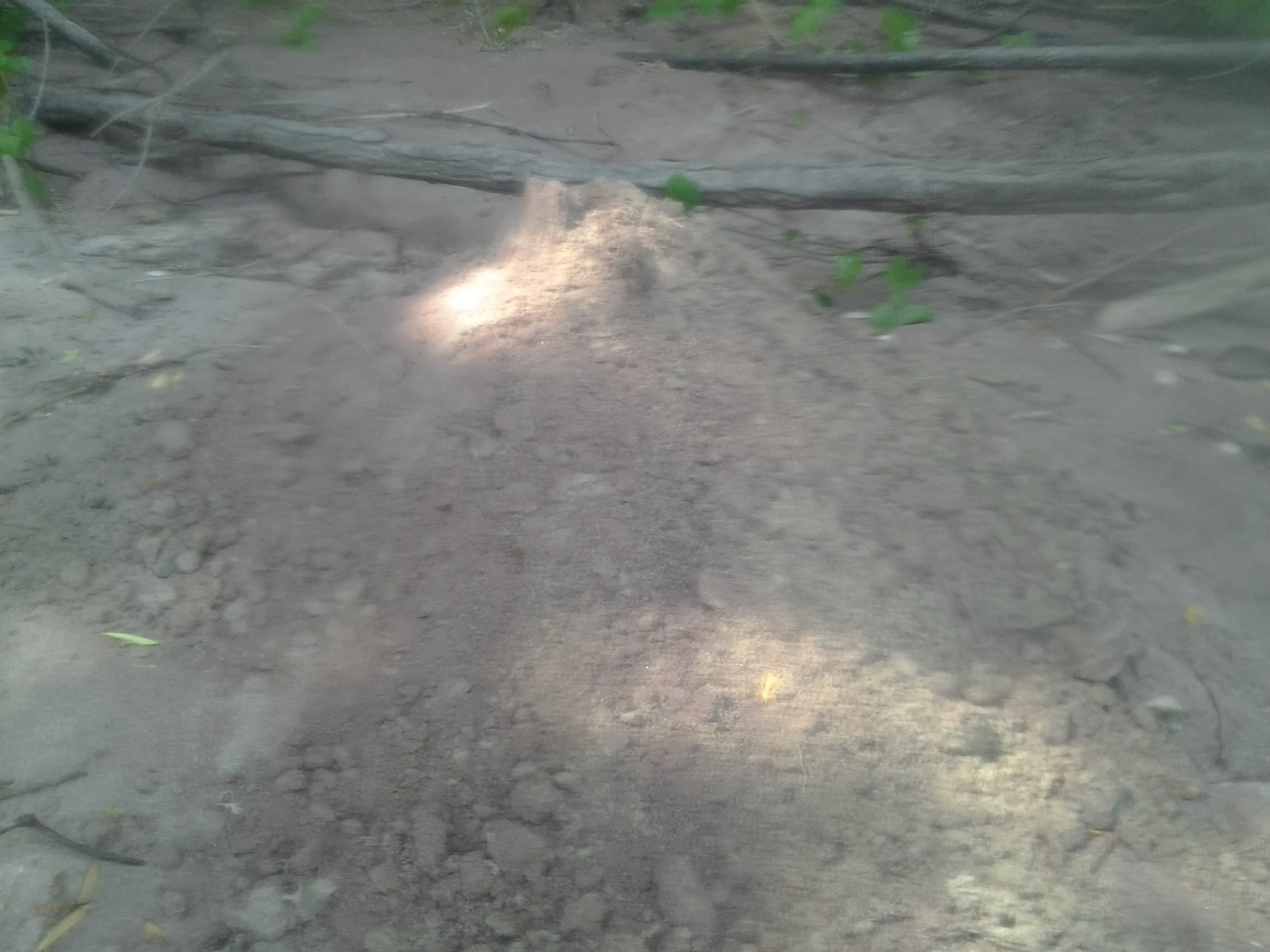 Illustration for article titled Aranyat mostunk a Dunán. Találtunk is, elmesélem, hogyan csináltuk