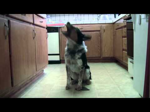 A nap kutyája: lehetne a következő James Bond