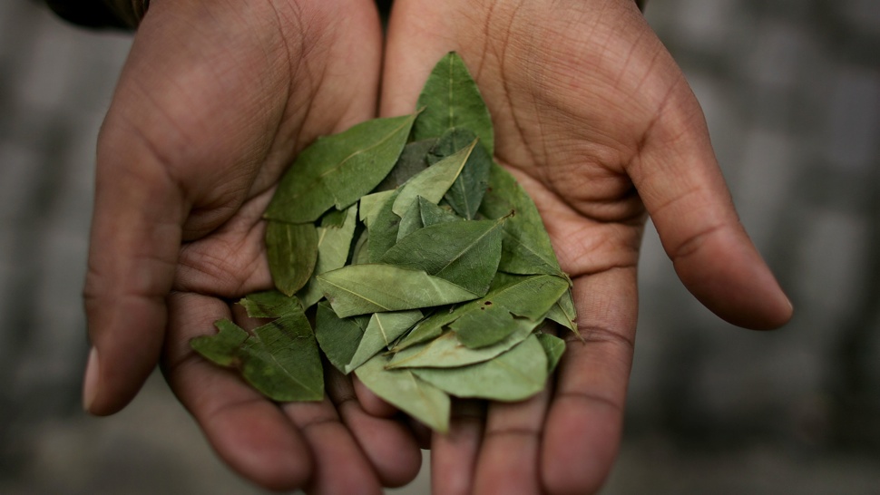 Nem elég a kólamámor, kokalevelet is rágtunk