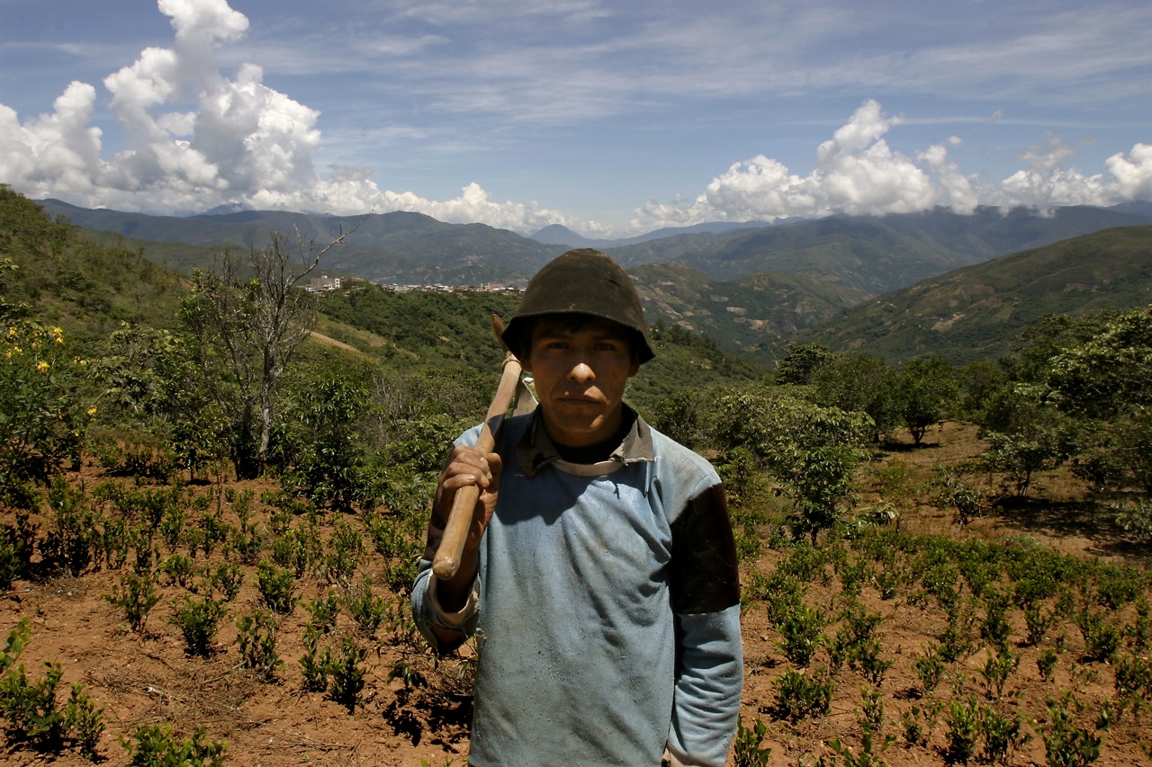 Illustration for article titled Nem elég a kólamámor, kokalevelet is rágtunk