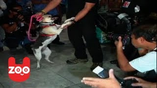 Az orr és felsőállkapocs nélküli hős kutyát ünneplik a Fülöp-szigeteken