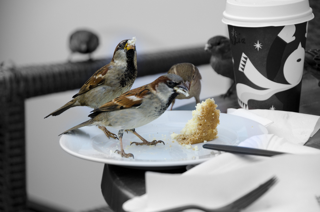 Illustration for article titled Nem ijesztgetésből, de feltűnt, hogy egyre nagyobbak a városi madarak?