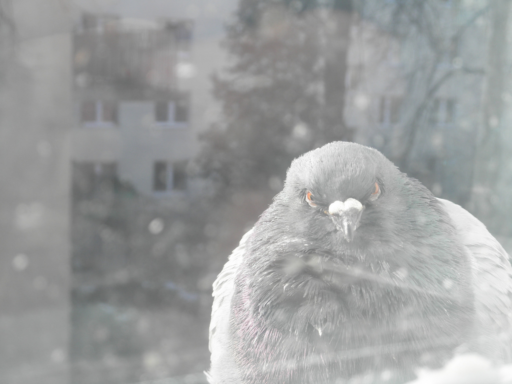 Nem ijesztgetésből, de feltűnt, hogy egyre nagyobbak a városi madarak?