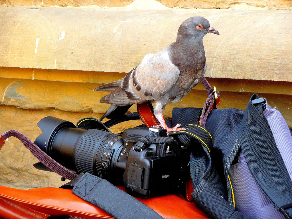Illustration for article titled Nem ijesztgetésből, de feltűnt, hogy egyre nagyobbak a városi madarak?