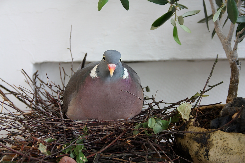 Illustration for article titled Nem ijesztgetésből, de feltűnt, hogy egyre nagyobbak a városi madarak?