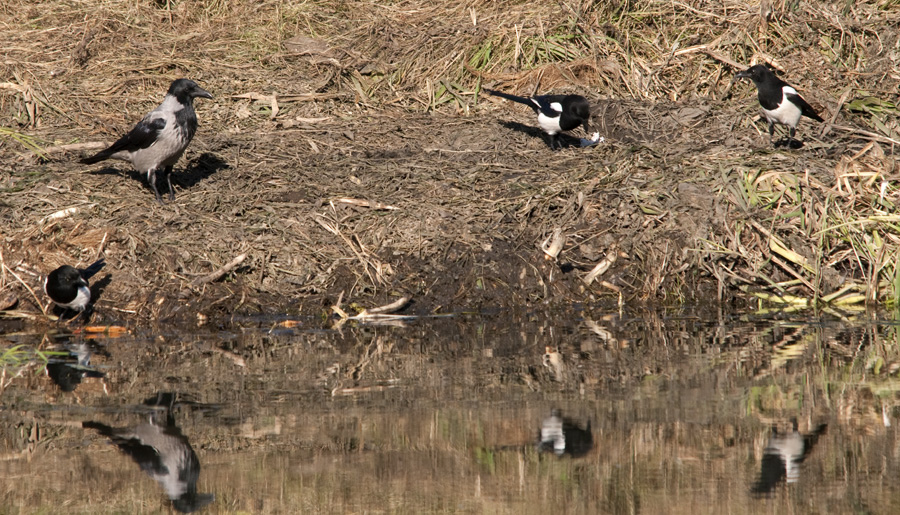 Illustration for article titled Nem ijesztgetésből, de feltűnt, hogy egyre nagyobbak a városi madarak?
