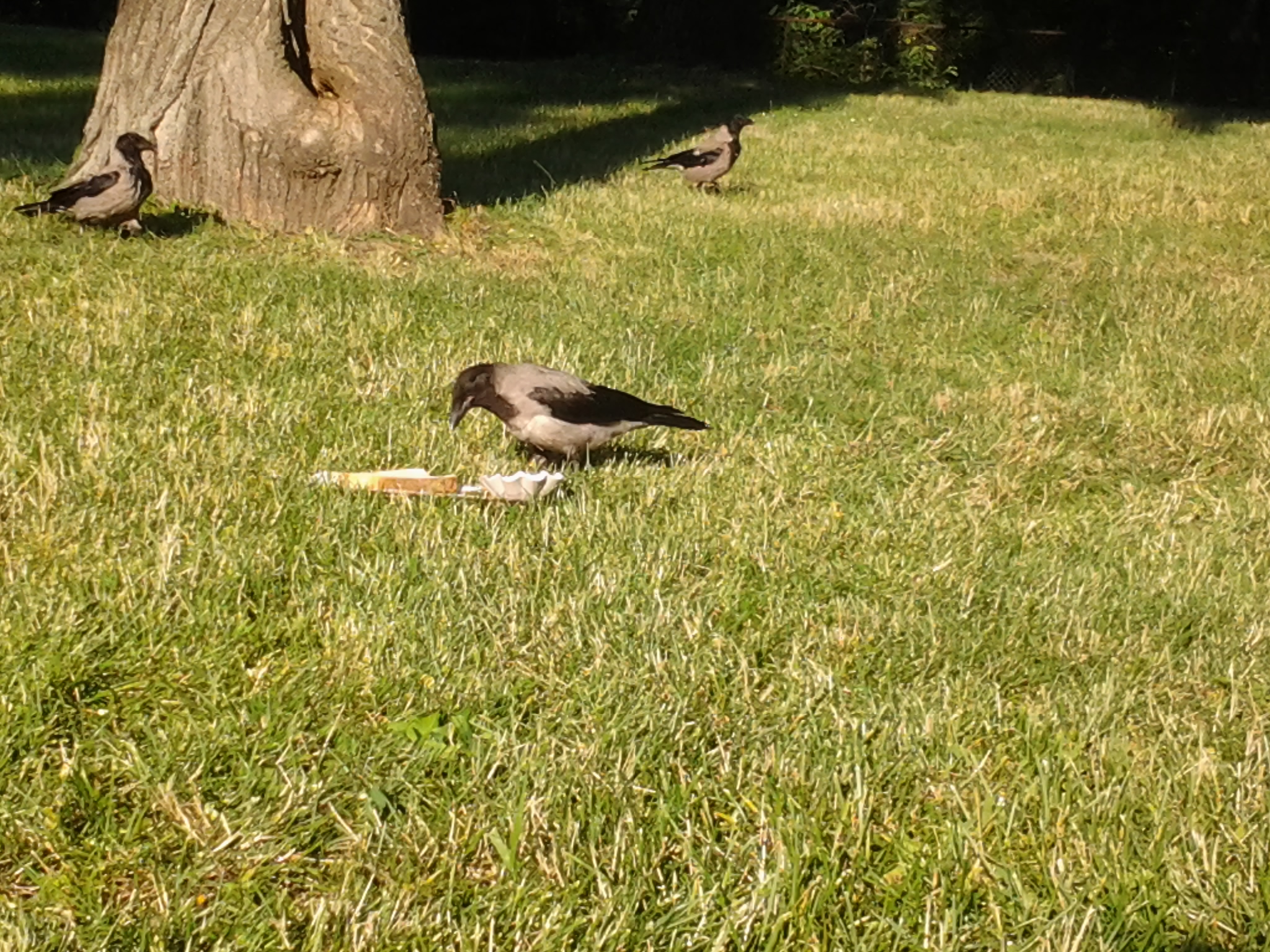 Illustration for article titled Nem ijesztgetésből, de feltűnt, hogy egyre nagyobbak a városi madarak?