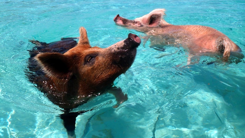 Tengerben lubickoló malacok lakják a világ legcukibb trópusi szigetét