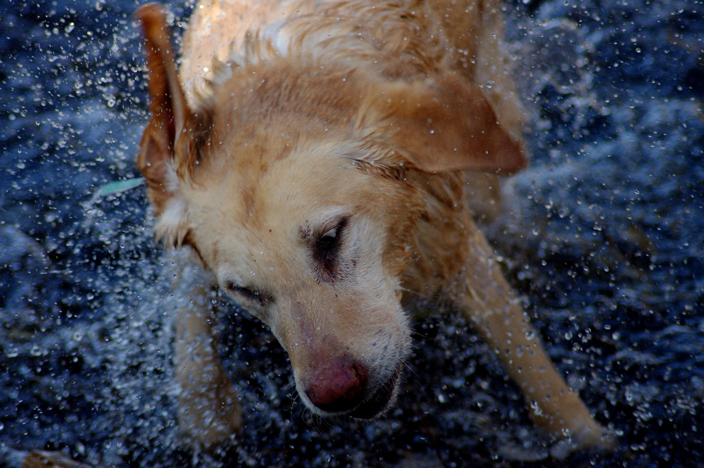 Fertőzésveszély a Városligetben!
