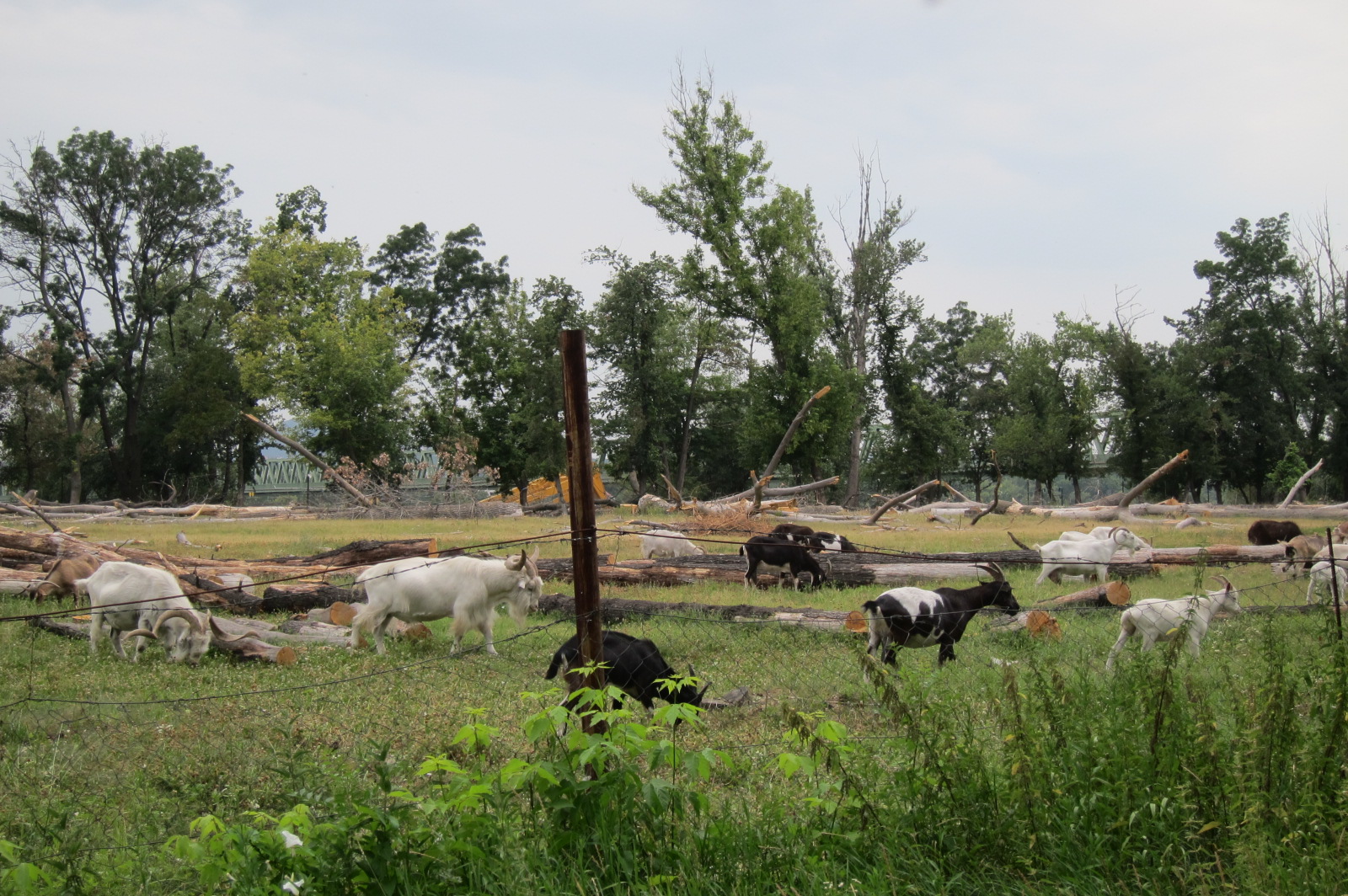Kivágták a fákat a népszigeti Kecskés Embernél