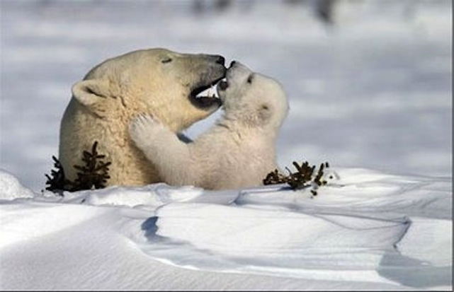 Kánikula extra: sóher volt az ügyvéd, el is ragadta a jegesmedve