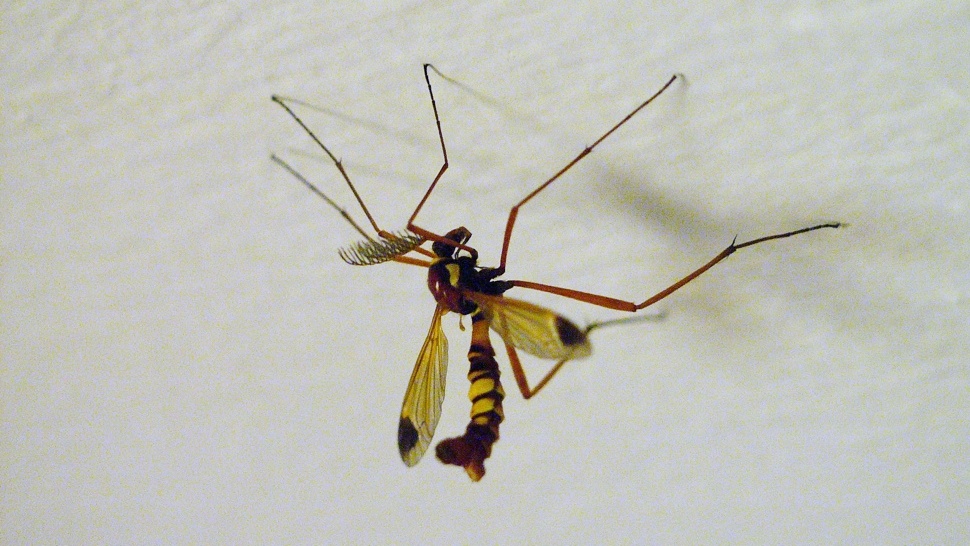 Jávorszarvas–fürkészdarázs-kiméra Budapesten