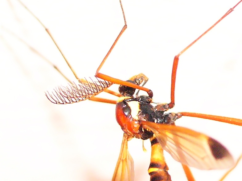 Illustration for article titled Jávorszarvas–fürkészdarázs-kiméra Budapesten