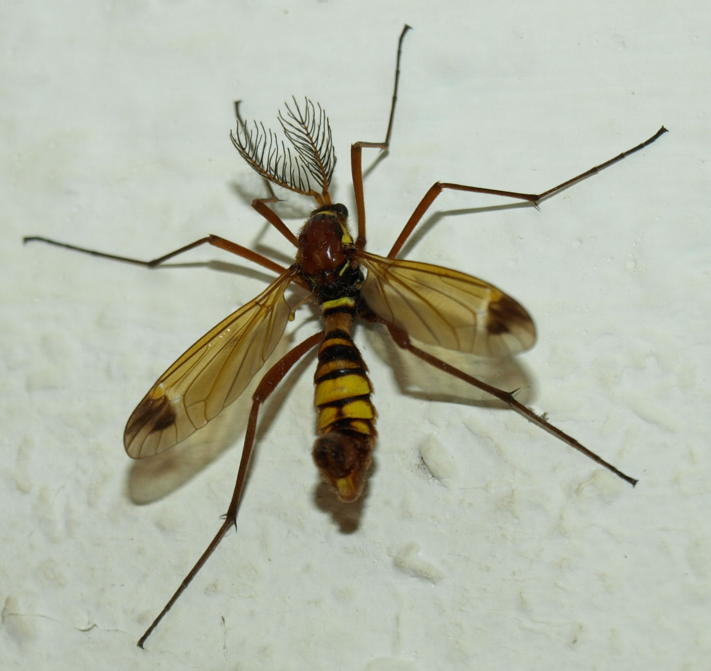 Illustration for article titled Jávorszarvas–fürkészdarázs-kiméra Budapesten