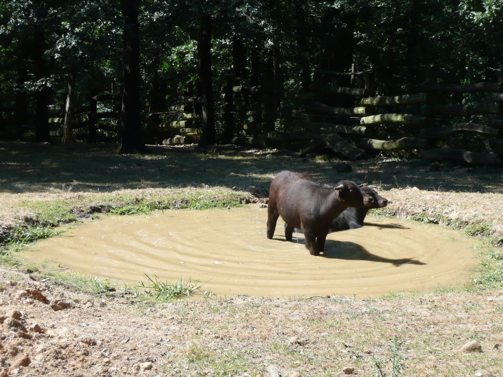 A bivalyok punkok és hugyoznak a médiára