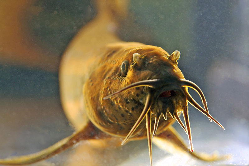 500 réti csíkot mentettek meg egy pocsolyából