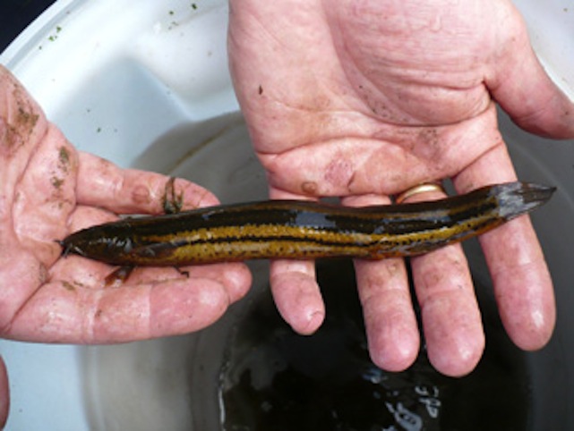 Illustration for article titled 500 réti csíkot mentettek meg egy pocsolyából