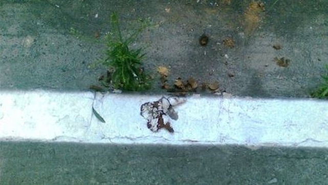 Illustration for article titled Lefestették a kutyaszart is az Auróra utcában