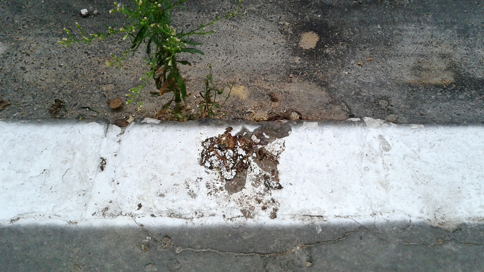 Illustration for article titled Lefestették a kutyaszart is az Auróra utcában