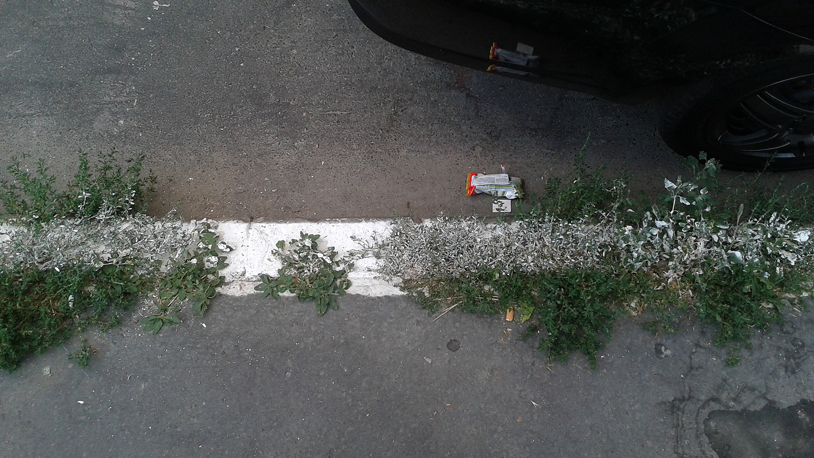 Illustration for article titled Lefestették a kutyaszart is az Auróra utcában