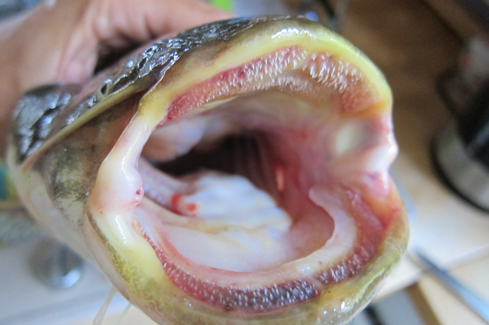 Illustration for article titled Miért érdemes otthonról dolgozni?