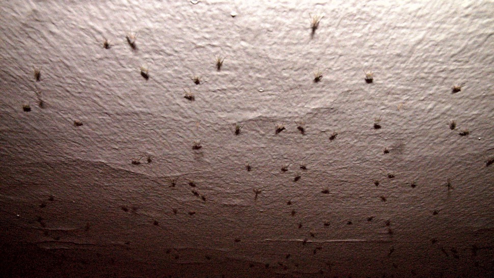 Rovarinvázió a budapesti éjszakában